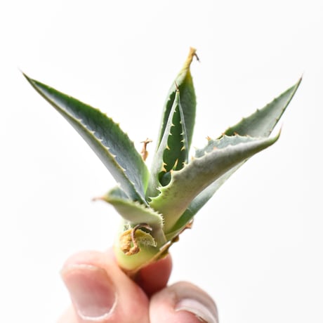 アガベ ハイブリット "A1" (特白肌怒雷神×血妖) 【台湾huplants2010産/子株販売】