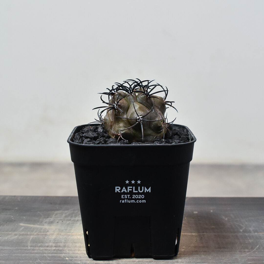 Copiapoa コピアポア グリセオビオラセア 栗星玉 実生 fit=scale-down,w=1200