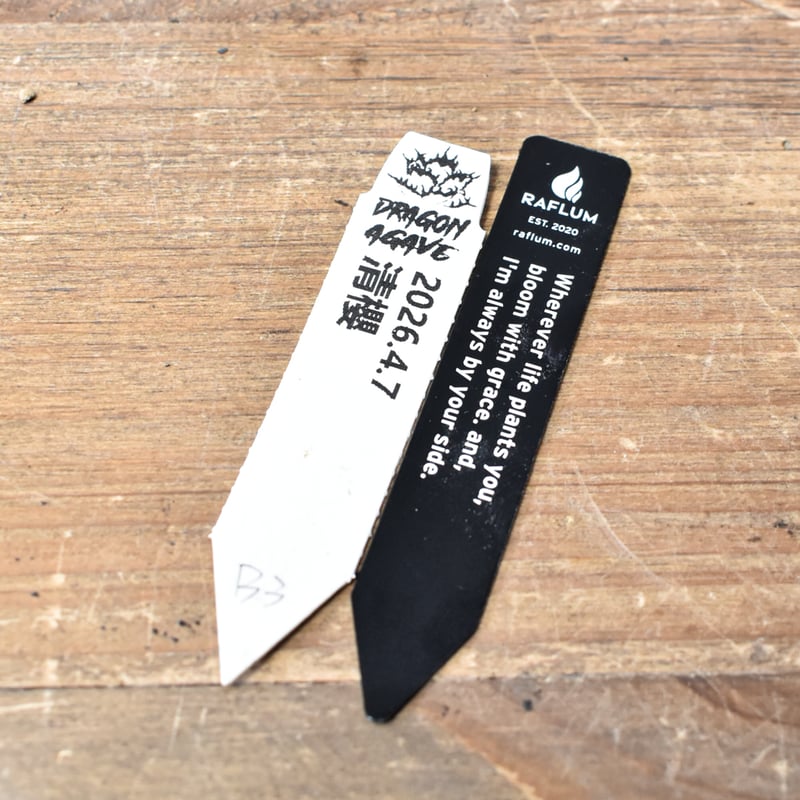 アガベ チタノタ 