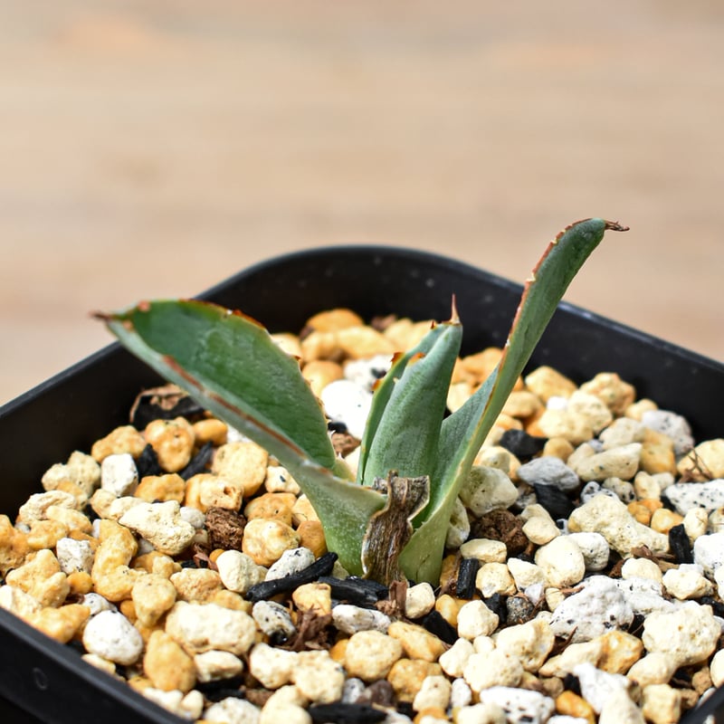 アガベ ハイブリット 