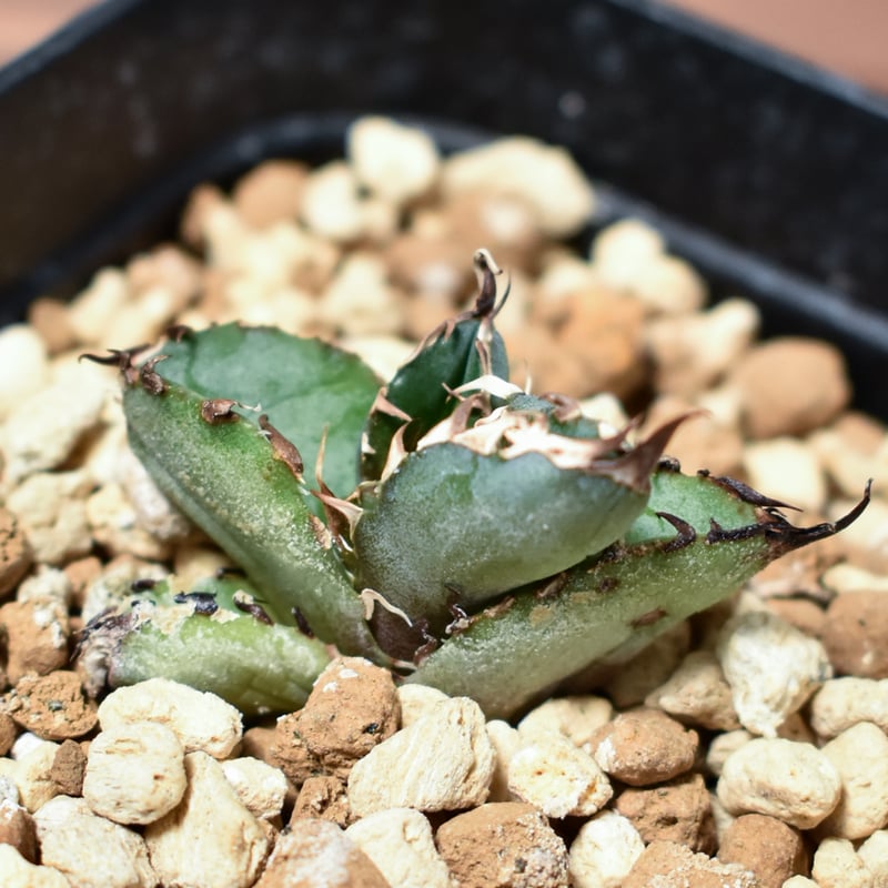 親株　アガベBB アガベbb | STORES