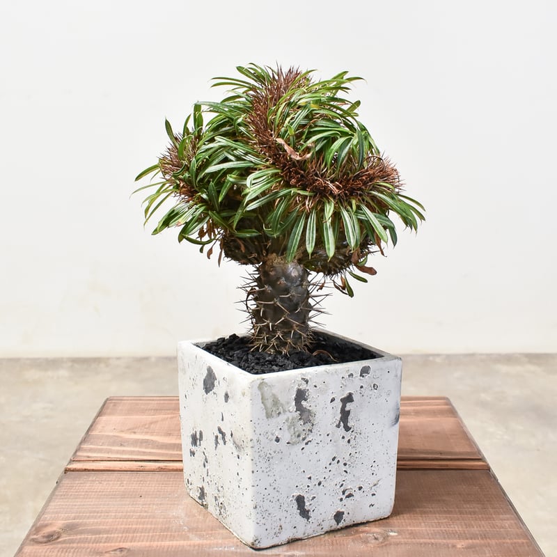 パキポディウム ラメリー 