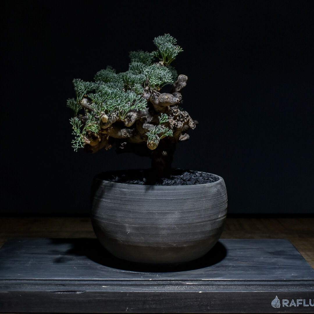 冬型 大株 45cm強 サルコカウロン・ムルチフィズム 現地株 発根済 srl