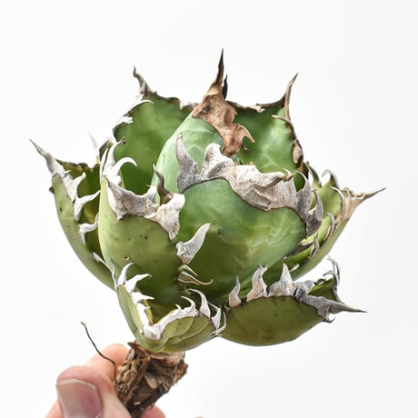 アガベ チタノタ "精品レッドキャットウィーズル" / 精品赤猫 , 精品紅猫  【台湾 dragon agave産/中株/抜き苗】576 DGC2411067