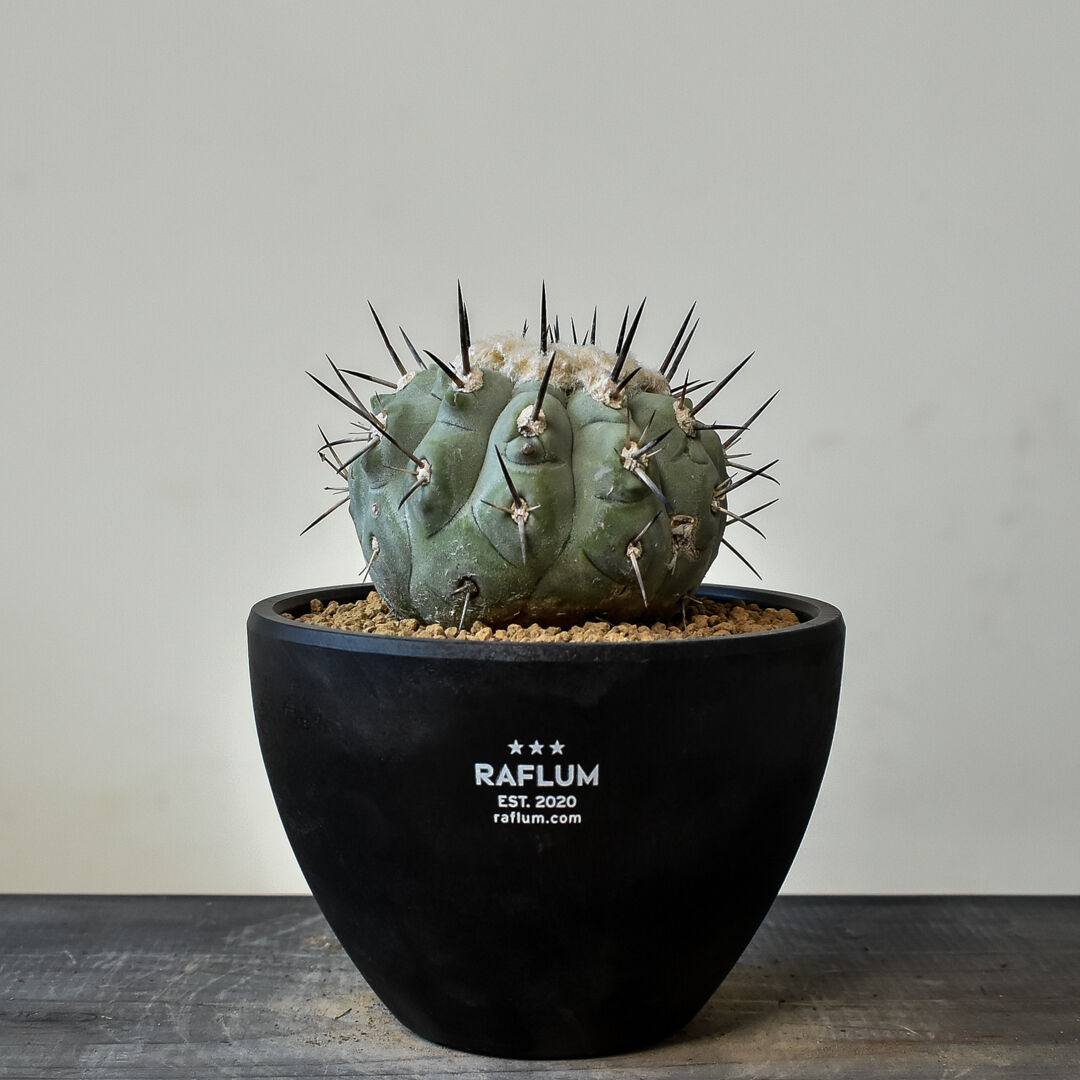 ⭐️特別価格⭐️ コピアポア 黒刺 黒王丸 接ぎ Copiapoa cinerea