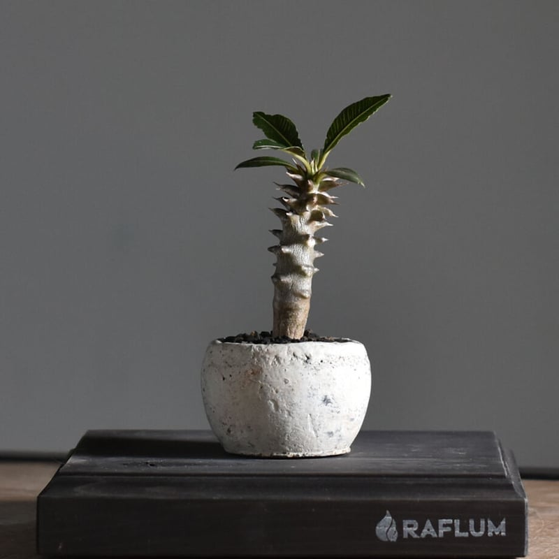 パキポディウム バロニー Sサイズ【激レア希少株！ぷっくりとした塊根