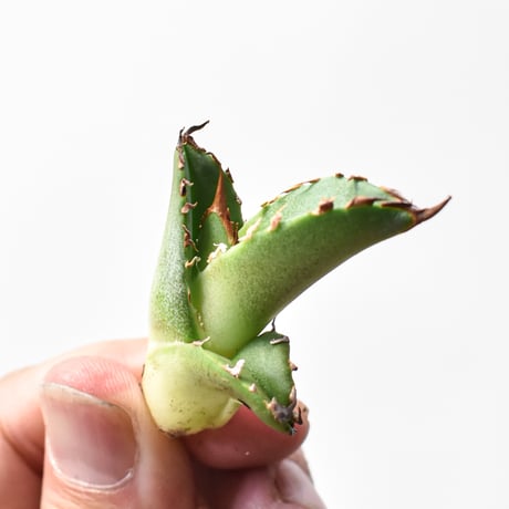 CATEGORY アガベ チタノタ 皇冠 | RAFLUM / ラフラム｜東京、大阪の