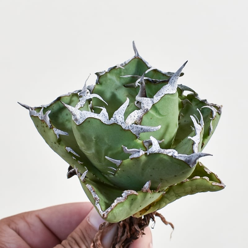 アガベ チタノタ クラブ 