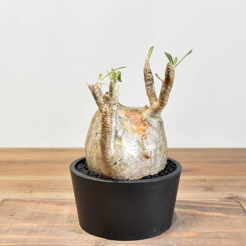 グラキリス　発根済み グラキリス 発根済み 【公式通販】