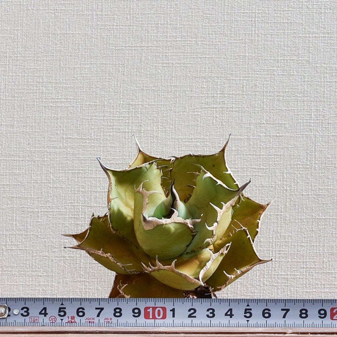 非売品級【台湾産】アガベ チタノタ パンダ　ドラゴンアガベ　熊猫 期間限定価格 非売品級【台湾産】アガベ チタノタ パンダ