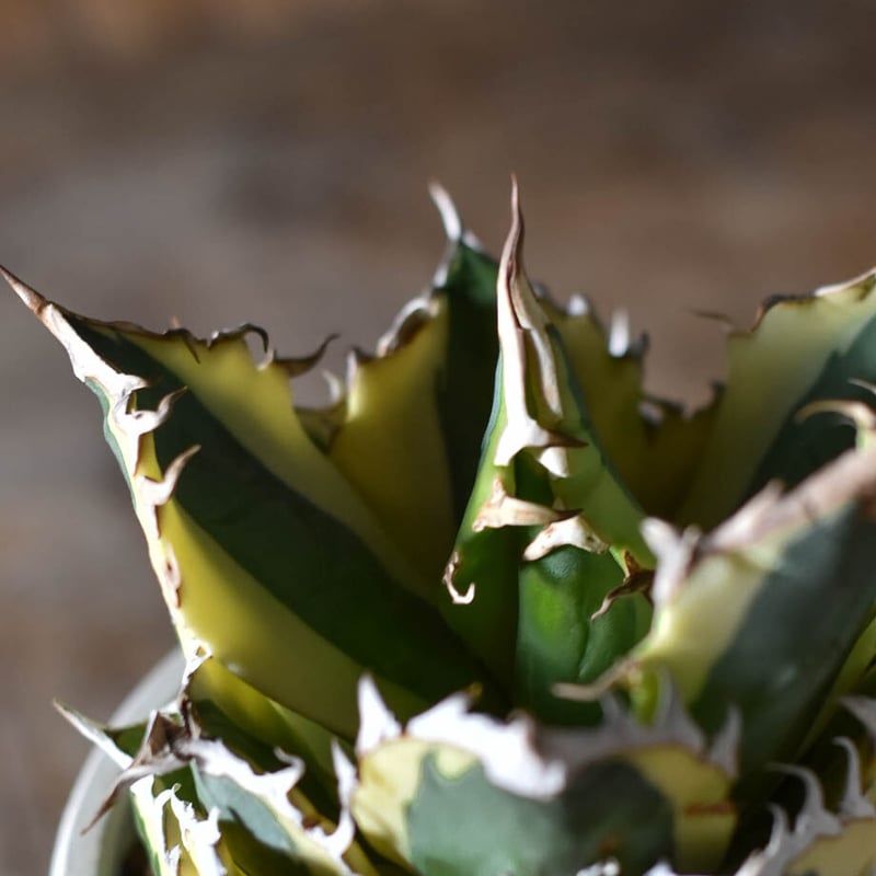 アガベ チタノタ スナグルトゥース【超大人気スナグル！当店在庫