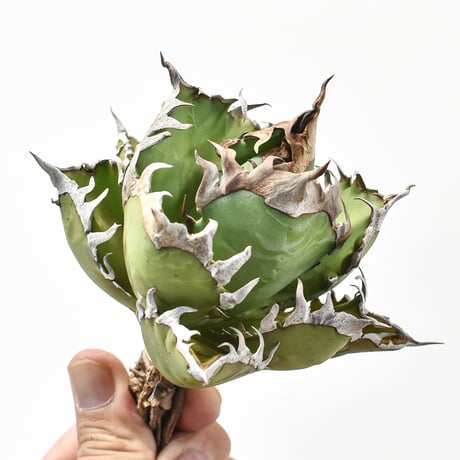 アガベ チタノタ "精品レッドキャットウィーズル" / 精品赤猫 , 精品紅猫  【台湾 dragon agave産/中株/抜き苗】576 DGC2411067