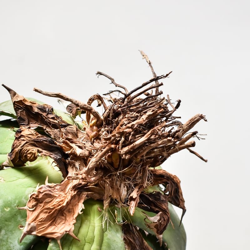 Italia イタリア実生株　唯一無二　ノーネーム アガベ チタノタ オテロイ 