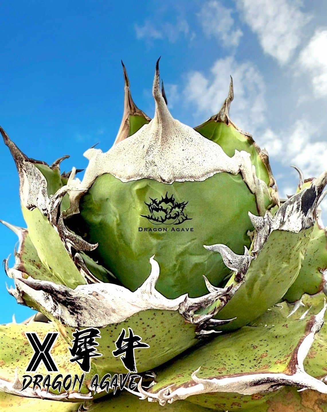 アガベ チタノタ 