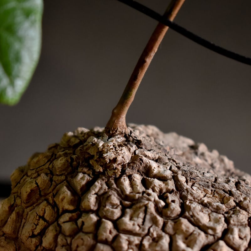 極美株/塊根植物】 ステファニア スベローサ セレクト大株 発根