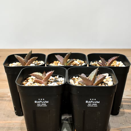 アガベオアハカ | STORES