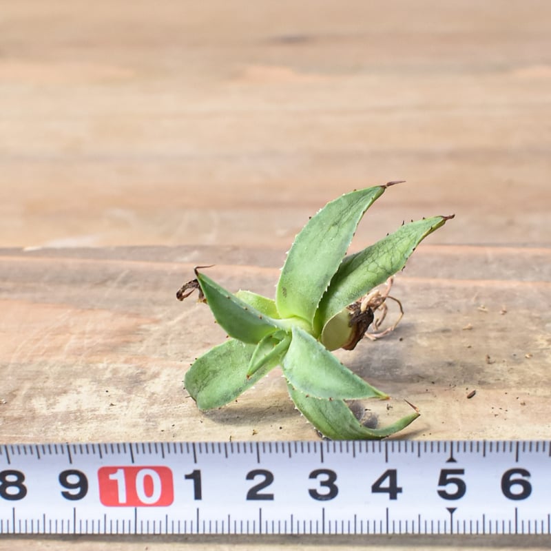 アガベ ハイブリット 