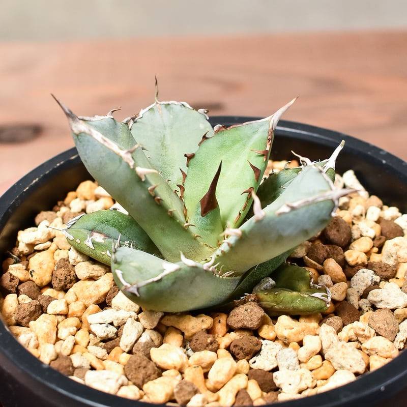 アガベ チタノタ フェニックス  