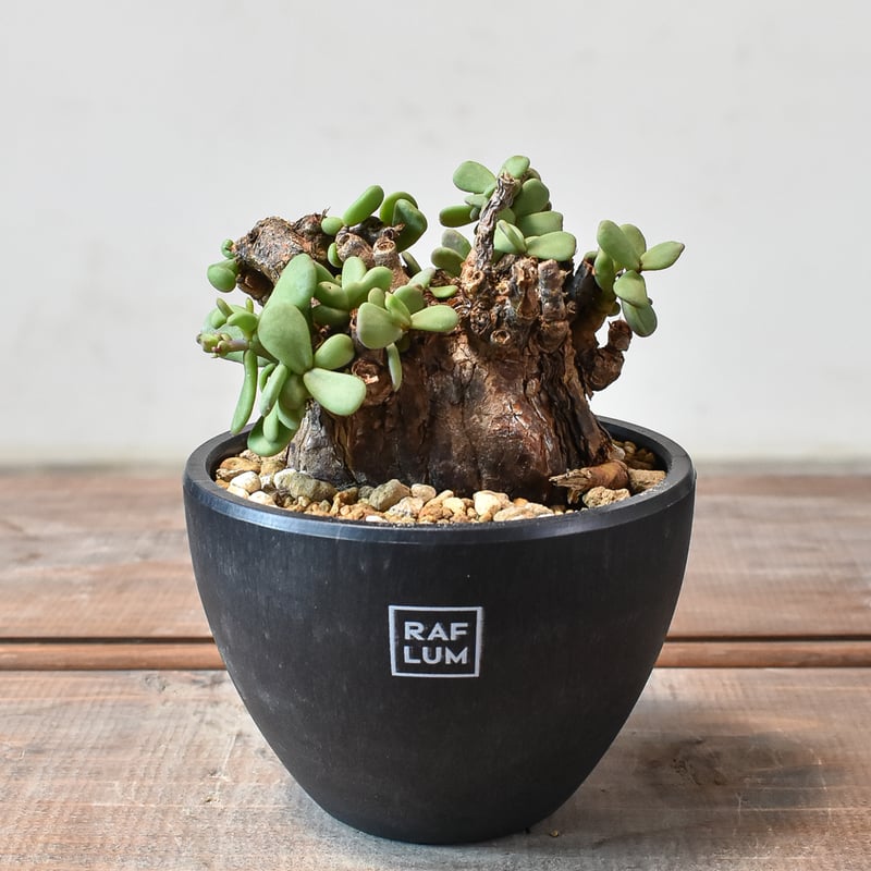 ケラリア ピグマエア 【発根済】B | RAFLUM / ラフラム｜東京、大阪の