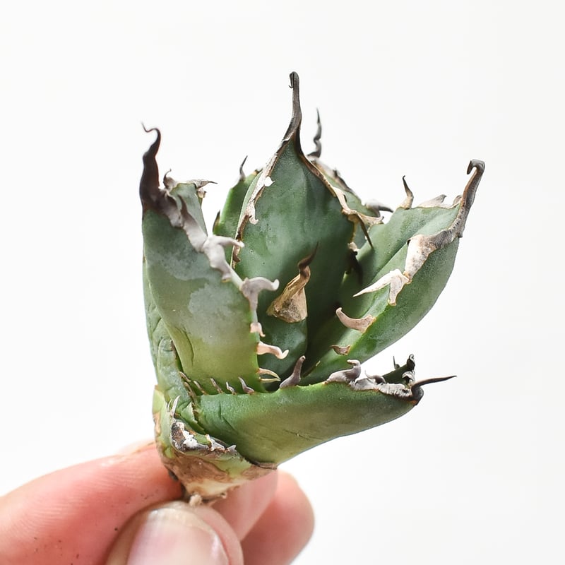 アガベ 親株出品 ドラゴンアガベ 黒犀牛 大株 DRAGON AGAVE】アガベ 黒犀牛 EC27 – TaiShoDo ONLINE SHOP