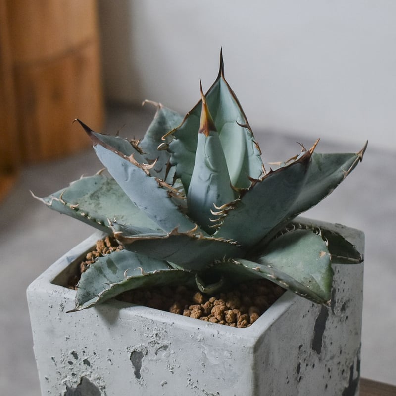 アガベ チタノタ ホワイト【白肌】RF22771 | RAFLUM / ラフラム｜東京