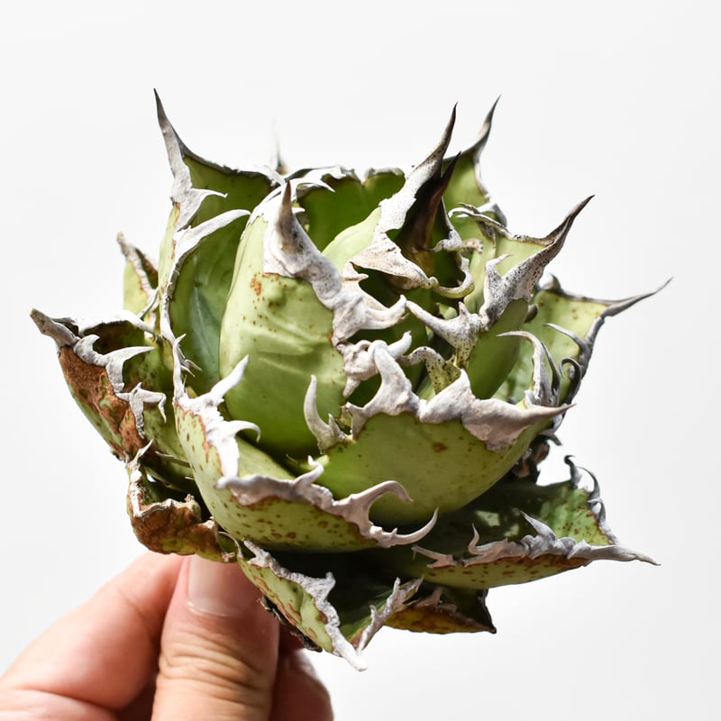 アガベ チタノタ シーザー 凱徹 台湾産 アガベ チタノタ 精品老シーザー / 精品老凱撒 【台湾 dragon agave産