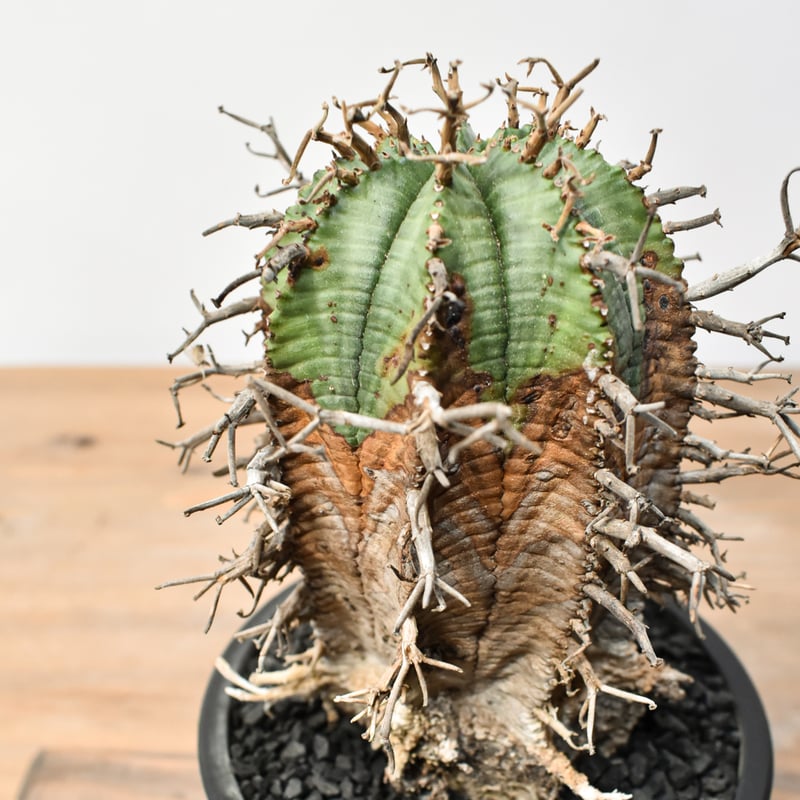 ユーフォルビア オールドスーパーバリダ 