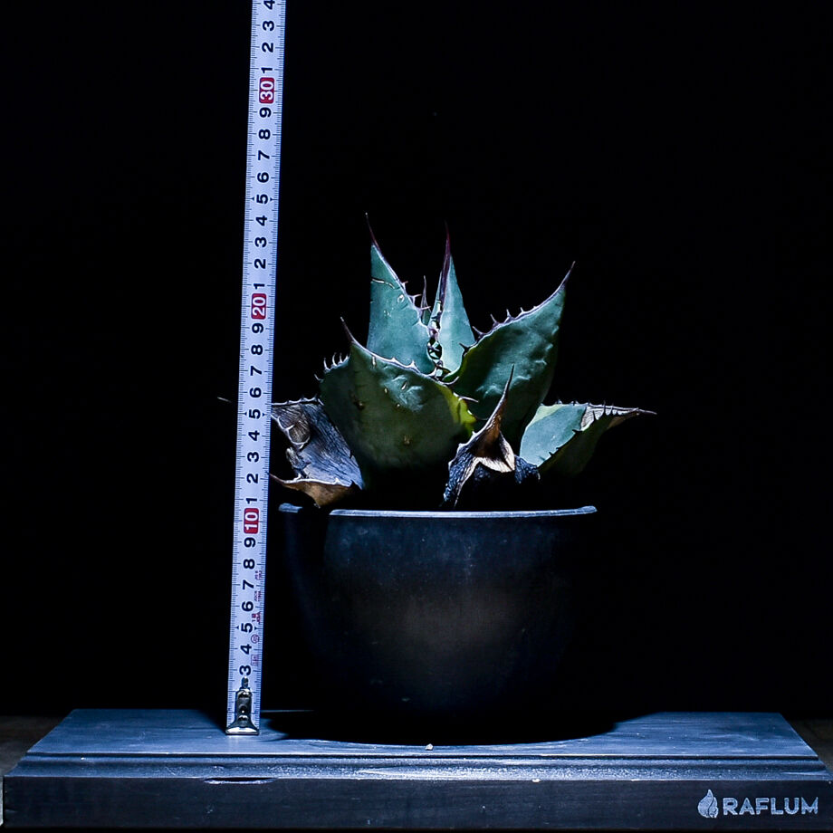 アガベ　シースター　子株 Yahoo!オークション - E20-3 アガベ シーザー 凱撤 子株 caesar