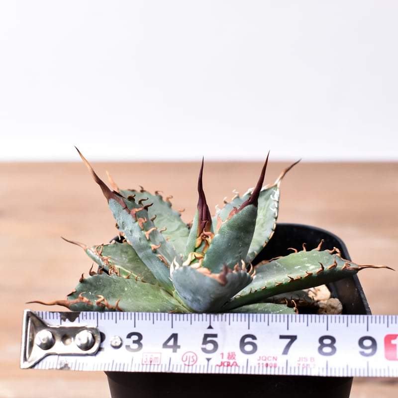 ユタエンシス エボリスピナ×ブラックアンドブルー【カリフォルニア産