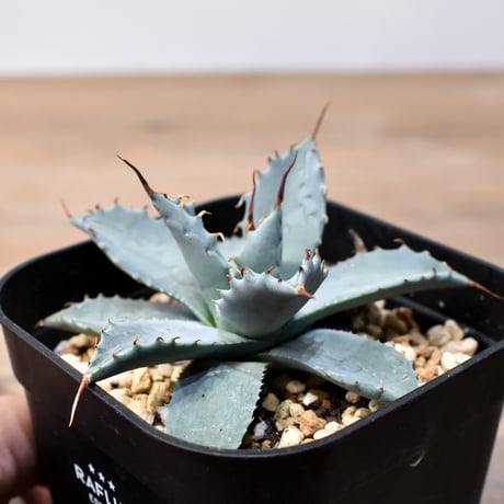 アガベ ハイブリット 日系イシスメンシス×象牙妖炎（陽炎エボリ）【台湾botanical_seeker産】RF25011377