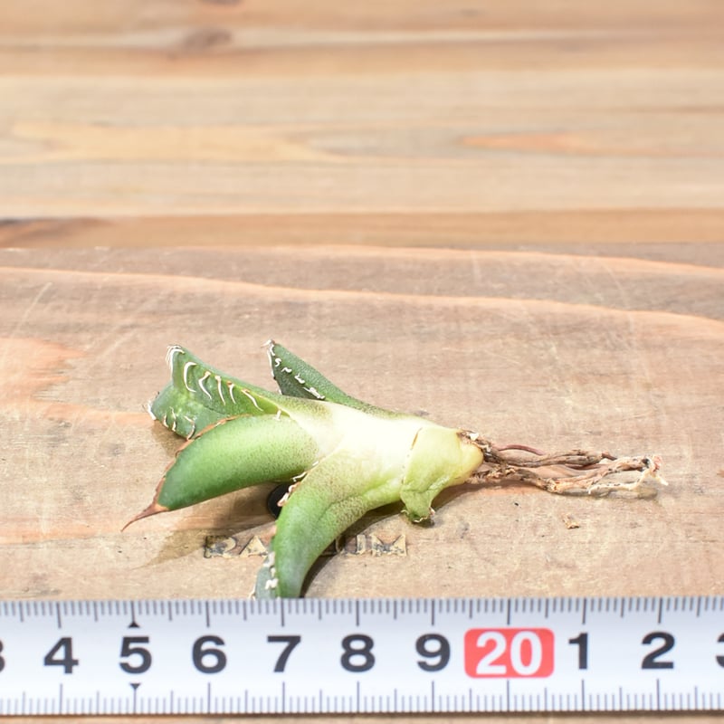 リヴルさん専用】 アガベ チタノタ dennis050 リヴルさん専用】 アガベ