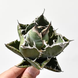 10/31(木)20:00】ブツブツ系の代名詞 麻花龍と、麻花のOC株をお手頃