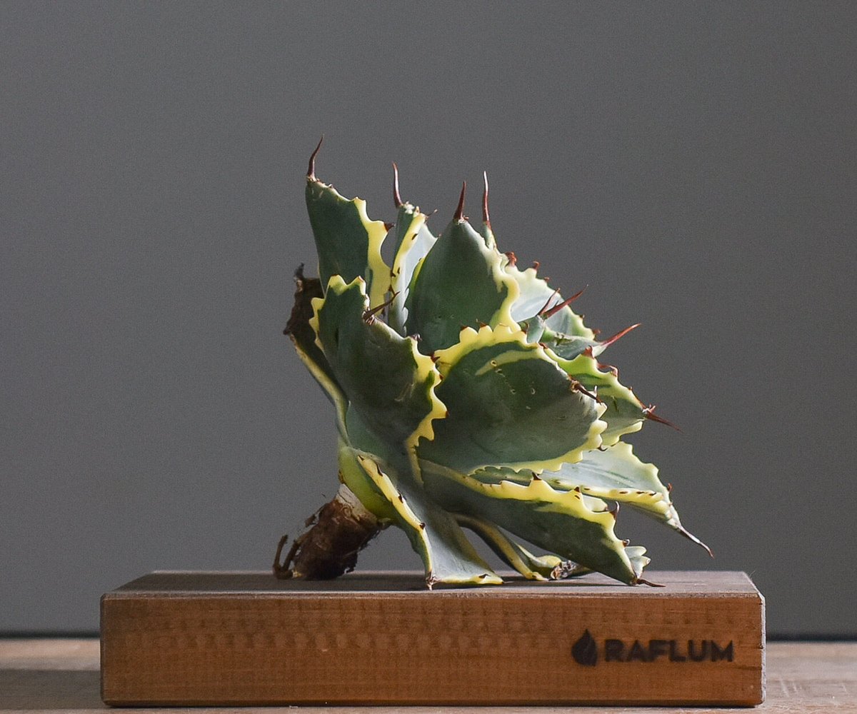 U*R様 アガベ魔丸錦黄覆輪斑入り抜き苗発送 アガベ魔丸錦黄覆輪斑入り抜き苗発送