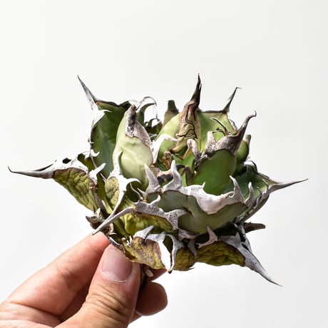 ドラゴンアガベ産　陽炎ハデス　親株　コレクション株　タグ・鉢付き発送 ドラゴンアガベ産 陽炎ハデス 親株 コレクション株 タグ・鉢付き発送