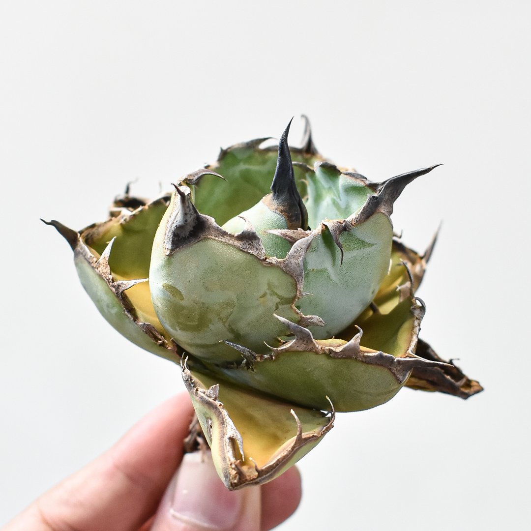 アガベ チタノタ ブラックアンドブルー / BB 藍球 【台湾 dragon agave