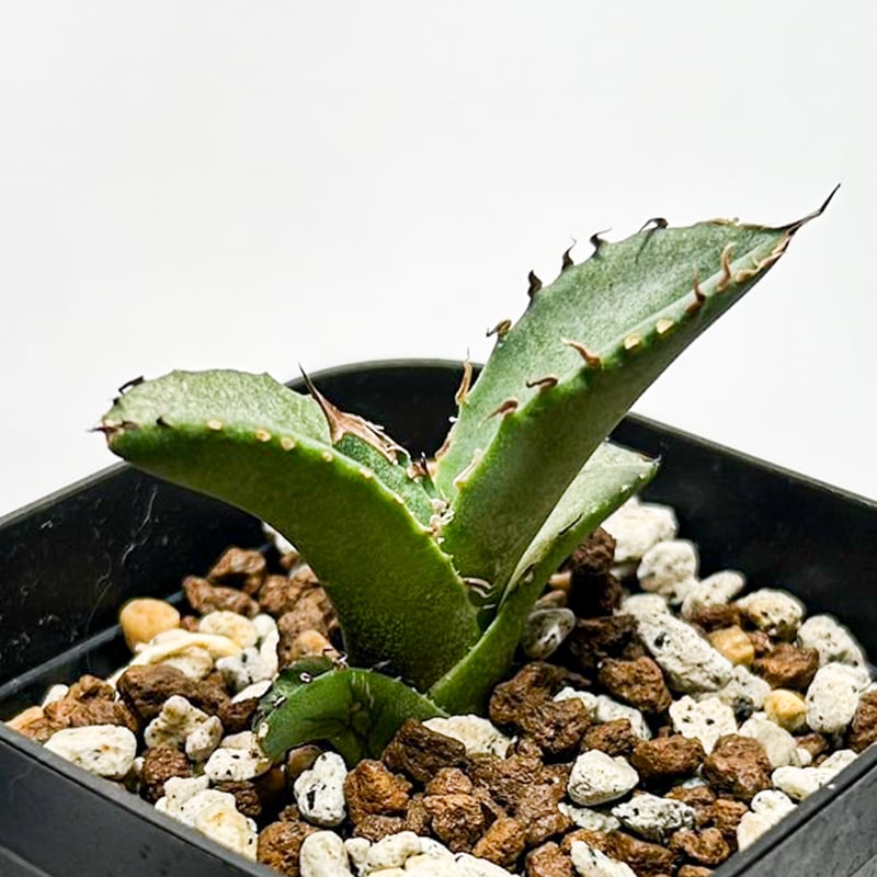 ★台湾産★アガベ　チタノタ　魔花龍　子株　冰雹　ぶつぶつ　ドラゴンアガベ購入 ☆台湾産☆アガベ チタノタ 魔花龍 子株 冰雹 ぶつぶつ ドラゴン