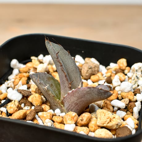 【RAFLUM育成株 5個セット】アガベ Mexico oteroi seeding / オテロイ実生 メキシコ産  【RAFLUM産/実生/子株】D3