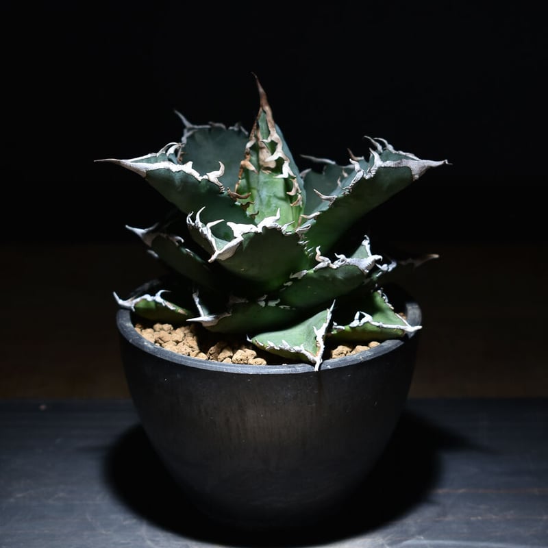 アガベ チタノタ ソーラーエクリプス