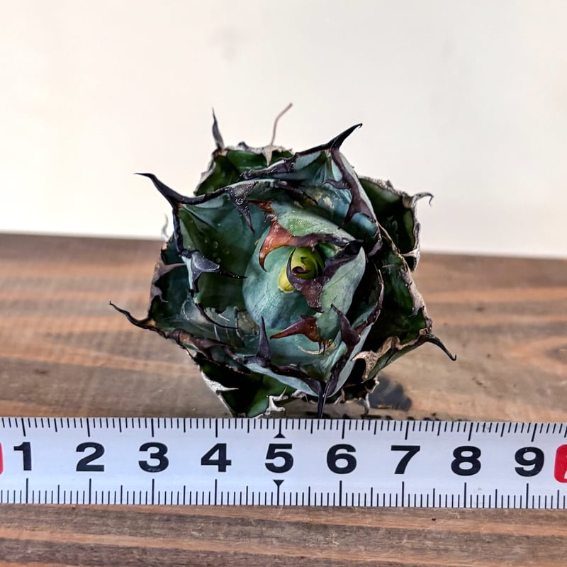 アガベ チタノタ ブラックアンドブルー / BB 藍球 アガベ チタノタ ブラックアンドブルー / BB 藍球