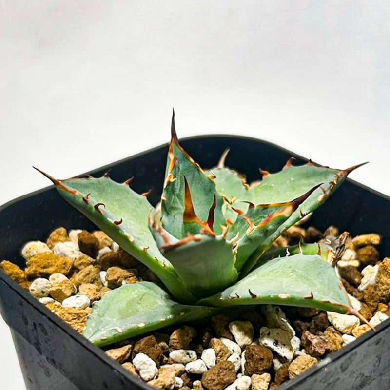 Dennis hybrid 黑帝斯x妖炎 /ハデス×エボリスピナ 【台湾DENNIS産】RFD