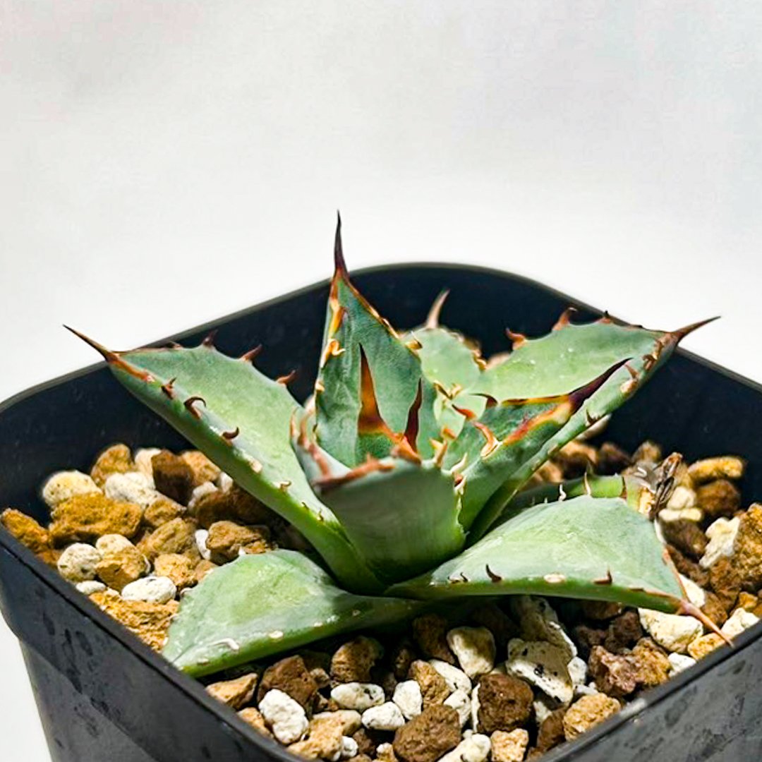 Dennis hybrid 黑帝斯x妖炎 /ハデス×エボリスピナ 【台湾DENNIS産】RFD