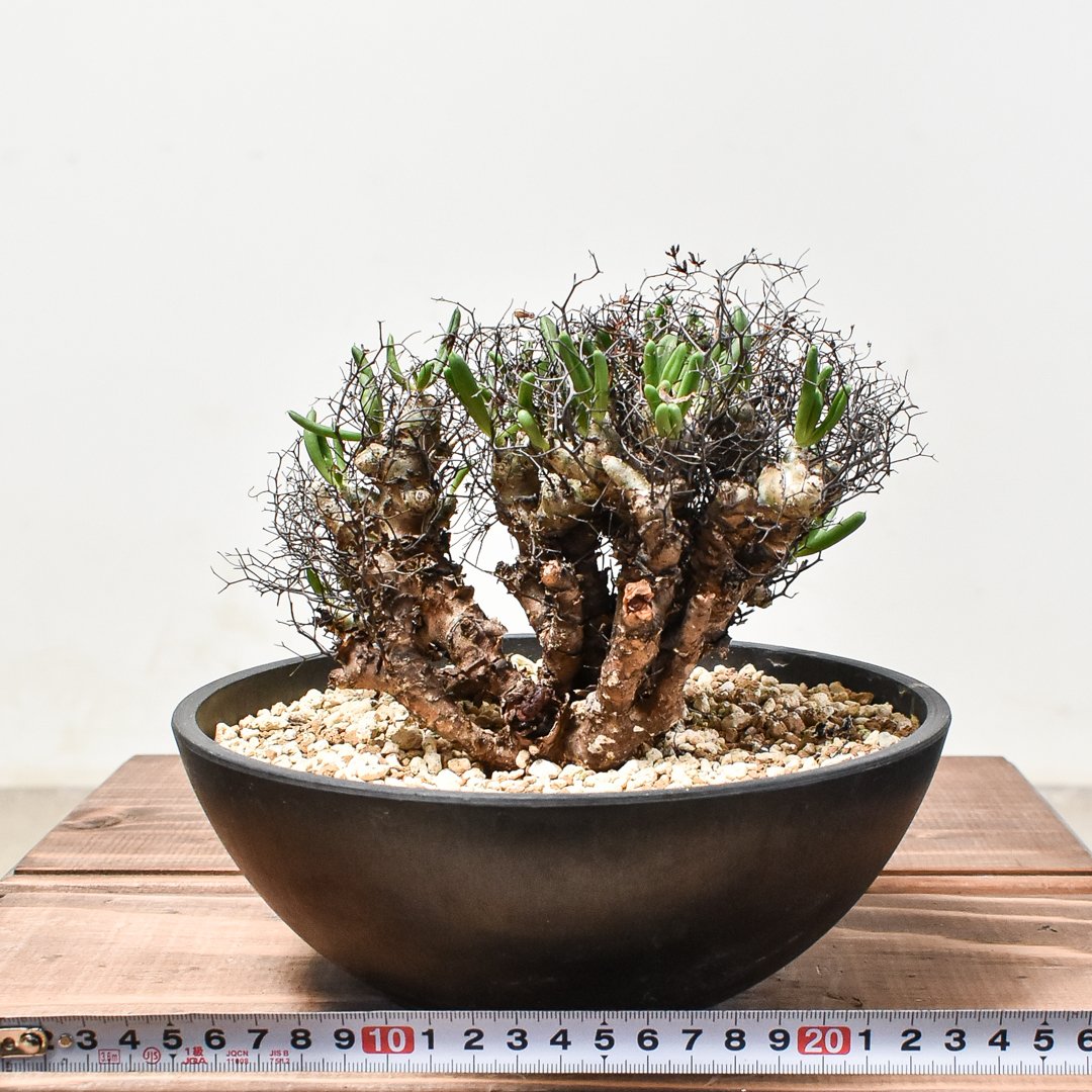 チレコドン レティキュラーツス 