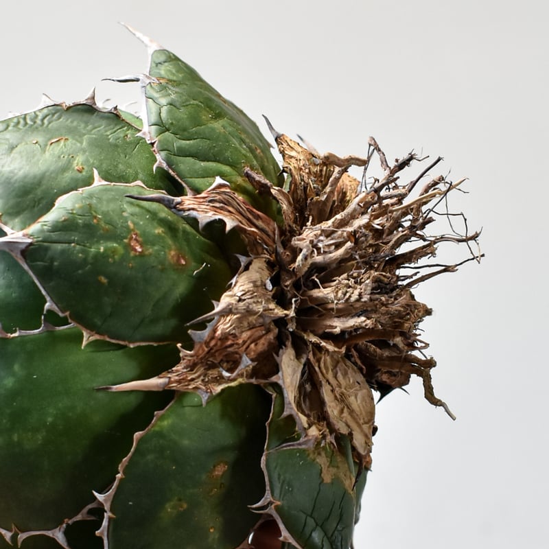 アガベ ホリダ【OSP選抜株 / 抜き苗】43 | RAFLUM / ラフラム｜東京