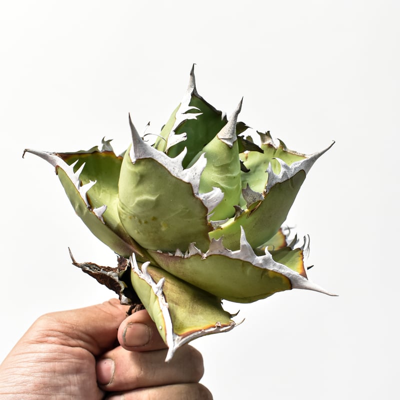 選抜株　Agave アガベ　チタノタ　コンパクタ　台湾輸入株 アガベ チタノタ 