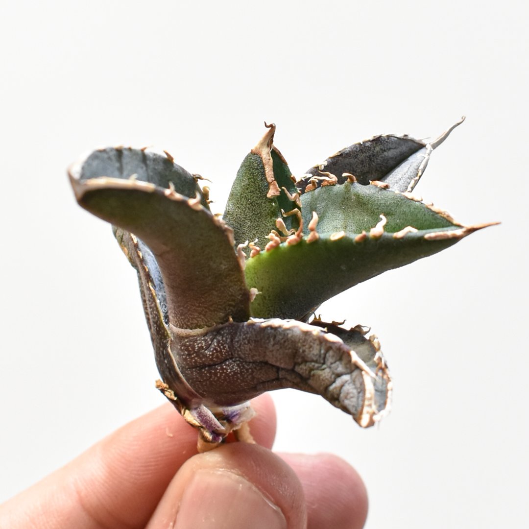 アガベ　緋紅牡丹　大型株 アガベ 緋紅牡丹 大型株 アガベ緋紅牡丹 | STORES