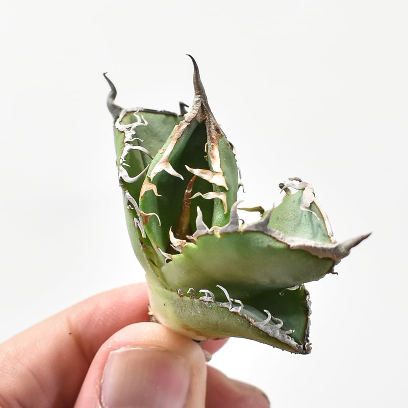 アガベ チタノタ DENNIS018 【台湾DENNIS産/発根済み/子株】DN2402