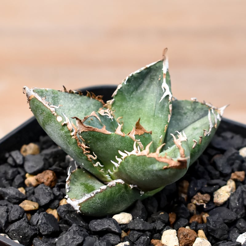 アガベ チタノタ Shi-hao 