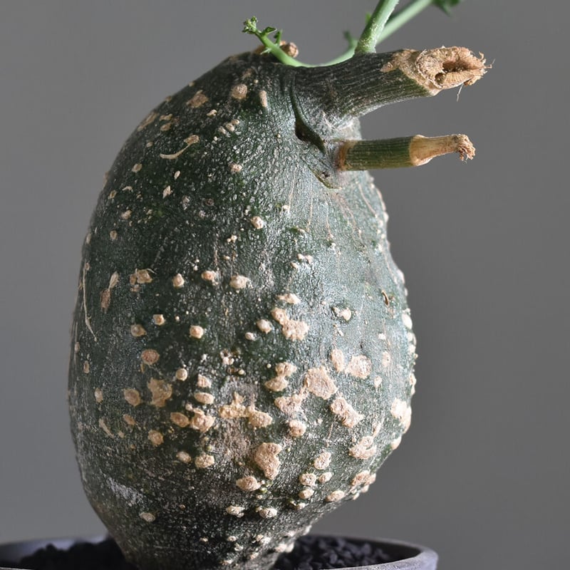 大特価値下げ不可！　塊根幅約23センチ大株　アデニア　グロボーサ　レア扁平タイプ 楽天市場】コーデックス：アデニア プセウドグロボーサ*塊根幅