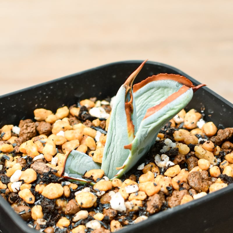 M*S様 アガベ 特白肌怒雷神×屈原 子株 Agave hybrid ⚡️特白肌怒雷神×屈原⚡️販売株です