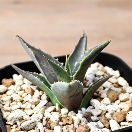 アガベ ハイブリット "邪霊" (特白肌怒雷神×血妖) 【台湾botanical_seeker産】RF25012015